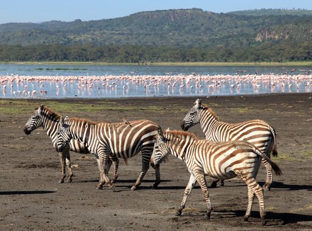 Pink Flamingoes - Lake Nukuru National Park in Kenya, Africaの写真素材