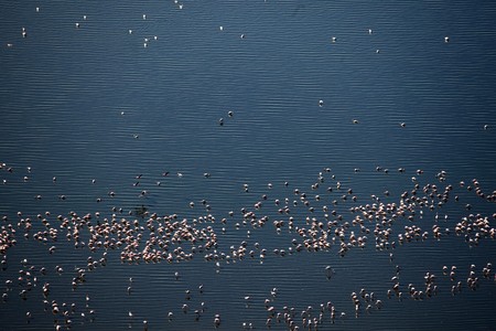 Pink Flamingoes - Lake Nukuru National Park in Kenya, Africaの写真素材