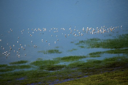 Pink Flamingoes - Lake Nukuru National Park in Kenya, Africaの写真素材