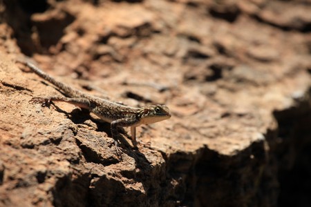 Lizard - Lake Nukuru National Park in Kenya, Africaの写真素材