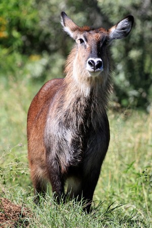 Bush Buck - Lake Nukuru National Park in Kenya, Africaの写真素材