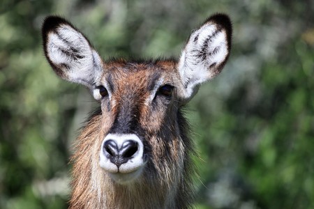 Bush Buck - Lake Nukuru National Park in Kenya, Africaの写真素材