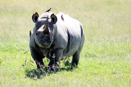 Rhino - Lake Nukuru National Park in Kenya, Africaの写真素材