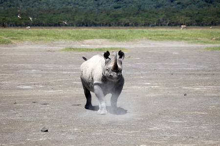 Rhino - Lake Nukuru National Park in Kenya, Africaの写真素材