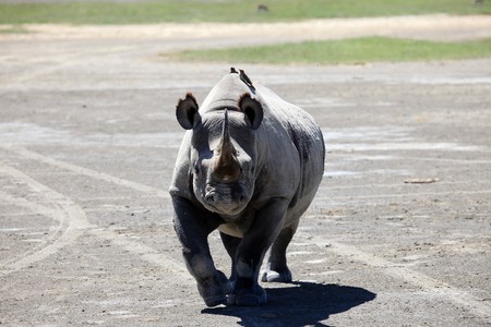Rhino - Lake Nukuru National Park in Kenya, Africaの写真素材