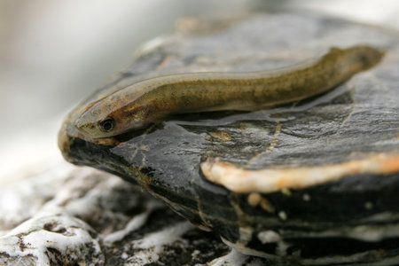 Tiny Fish on a rock