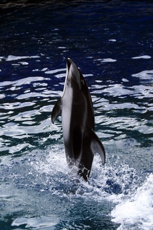 Killer Whale の写真素材