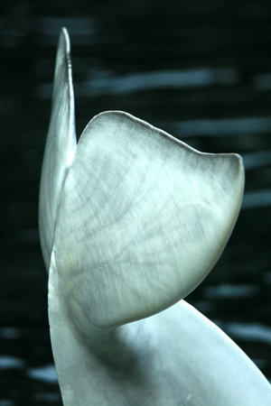 Beluga Whale  の写真素材