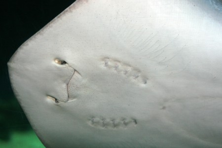 Manta Rayの写真素材