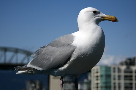 Seagull - Granville Island in Vancouver, BC, Canadaの写真素材