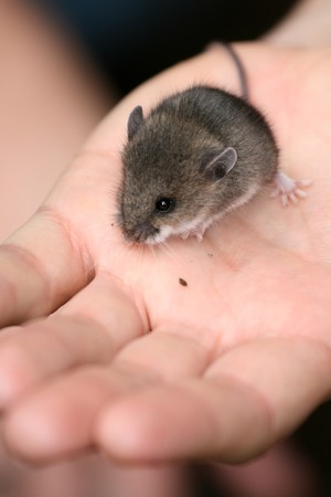Mouse - Lynn Canyon National Park, Vancouver, BC, Canadaの写真素材