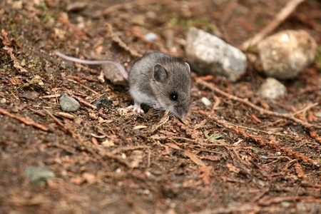 Mouse - Lynn Canyon National Park, Vancouver, BC, Canadaの写真素材
