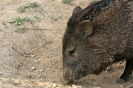 Animal - Vancouver Zoo in BC, Canadaの写真素材