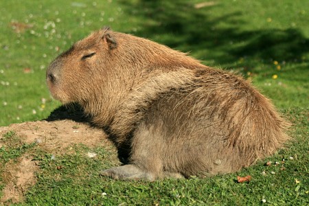 Animal - Vancouver Zoo in BC, Canadaの写真素材