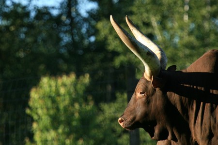 Buffalo - Vancouver, BC, Canadaの写真素材