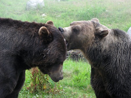Grouse Mountain on the North Shore in Vancouver, BC, Canadaの写真素材