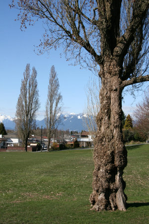 The City of Vancouver, BC, Canadaの写真素材