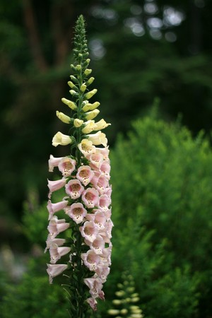 Butchart Gardens, Victoria, Vancouver Island -  BC, Canadaの写真素材