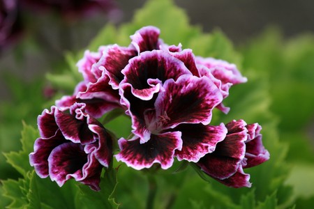 Rare Flower - Butchart Gardens, Victoria, Vancouver Island -  BC, Canadaの写真素材