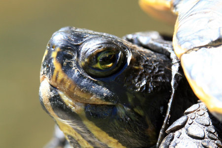 Terrapin - Beacon Hill Park in Victoria, Vancouver Island, BC, Canada