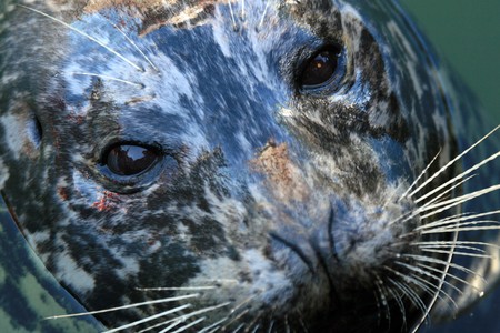 Seal at Fishermans Wharf in the City of Victoria, BC, Canadaの写真素材
