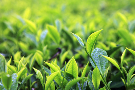 Cameron Highlands Tea Plantations