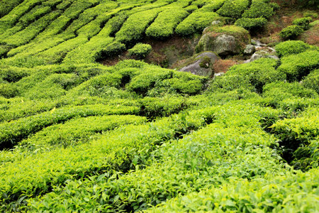 Tea Plantation, Malaysia - Cameron Highlands