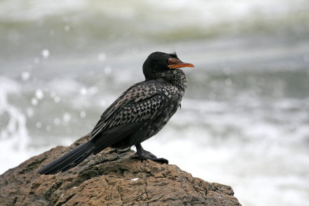 Bird at Nile River - Bujagali Falls + River in Uganda - The Pearl of Africa