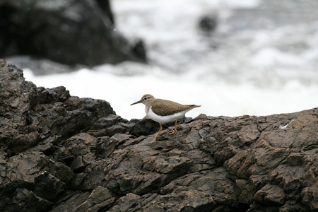 Bird at Nile River - Bujagali Falls + River in Uganda - The Pearl of Africaの写真素材