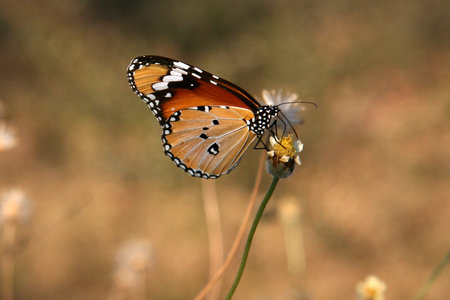 Butterfly The Killing Fields of Choeung Ek, Phnom Penh, Cambodiaの写真素材