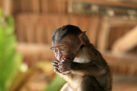 A baby long-tailed macaque monkey in the Philippinesの写真素材