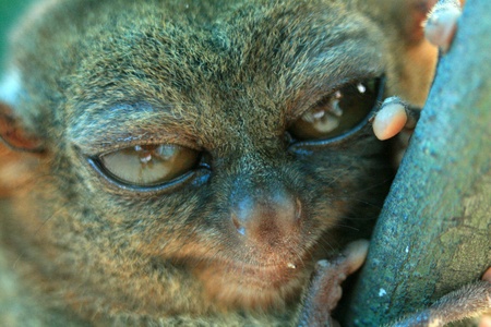 Tarsier climbs a tree in Bohol Island on the West of Philippines in Asiaの写真素材