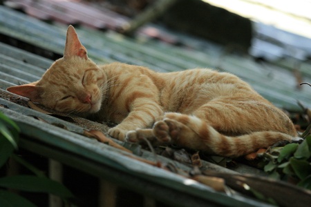 Cat Sleeping in Puerto Princesa the main town of Palawan Island, Philippinesの写真素材