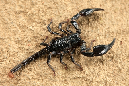 Tropical Scorpion in Cameron Highlands, Malaysiaの写真素材