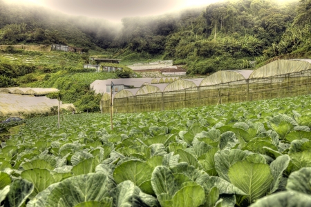 Jungle in Cameron Highlands, Malaysiaの写真素材