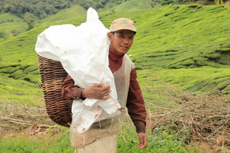 TeaPlantation in Cameron Highlands, Malaysiaのeditorial素材