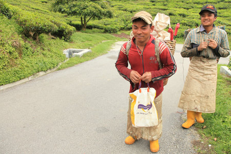 TeaPlantation in Cameron Highlands, Malaysiaのeditorial素材