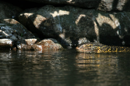 Lake Victoria - The Source of The River Nile - Uganda - The Pearl of Africaの写真素材