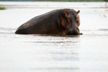 Hippopotamus at Murchison Falls National Park Safari Reserve in Uganda - The Pearl of Africaの写真素材