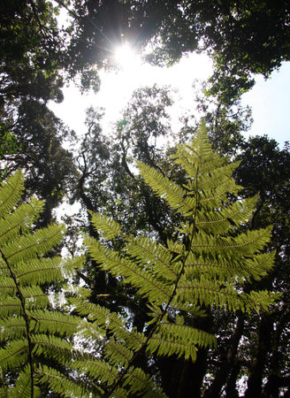 Vegetation Leaf at Mt Kilimanjaro, Africa