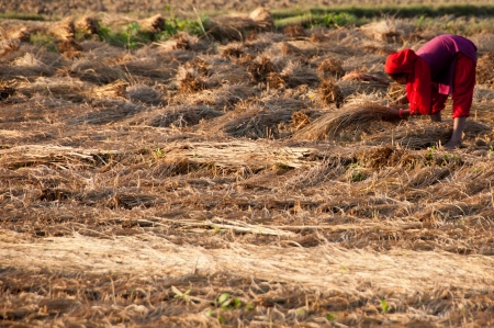 Field at the Royal Chitwan National Park in Nepalのeditorial素材