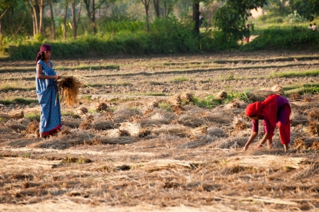 Field at the Royal Chitwan National Park in Nepalのeditorial素材