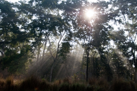 River Running Through Royal Chitwan National Park in Nepalの写真素材