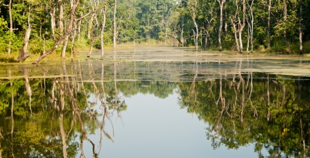 River Running Through Royal Chitwan National Park in Nepalの写真素材