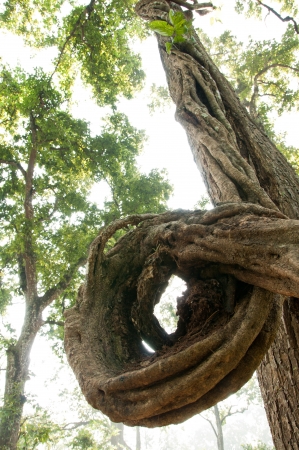 Royal Chitwan National Park in Nepalの写真素材