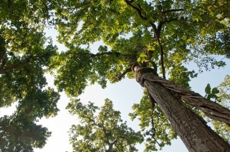 Royal Chitwan National Park in Nepalの写真素材