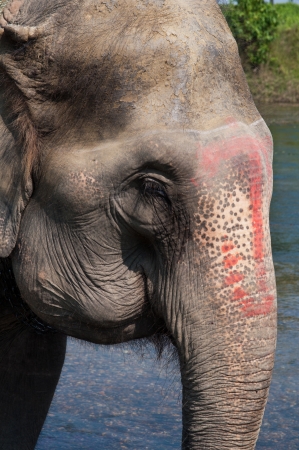 Elephant at Royal Chitwan National Park in Nepalの写真素材
