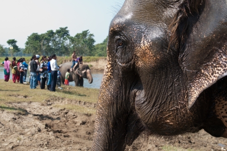 Elephant at Royal Chitwan National Park in Nepalのeditorial素材