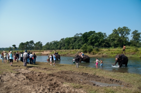 Elephant at Royal Chitwan National Park in Nepalのeditorial素材