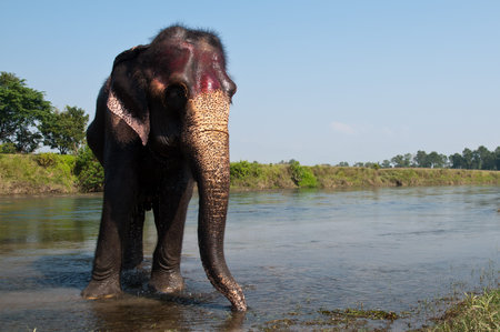 Elephant at Royal Chitwan National Park in Nepalの写真素材